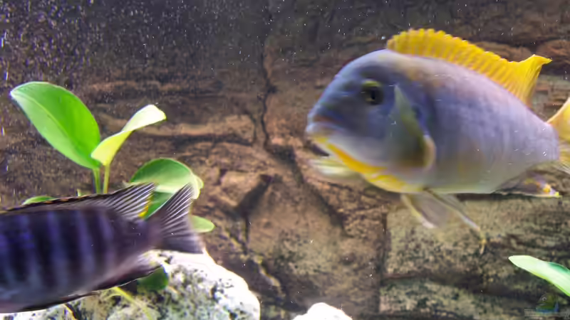 Dekoration im Aquarium Becken 8076 von Stefan Schulz (31)