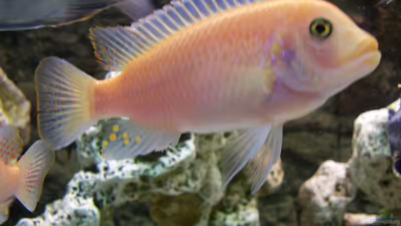 Dekoration im Aquarium Becken 8076 von Stefan Schulz (32)