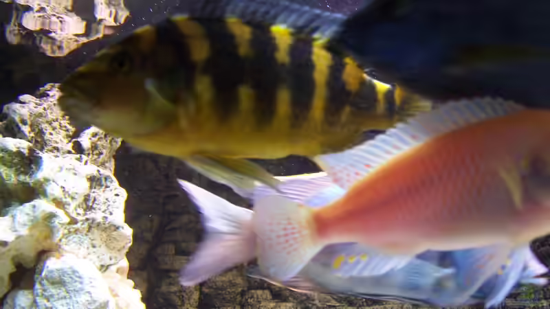 Dekoration im Aquarium Becken 8076 von Stefan Schulz (33)