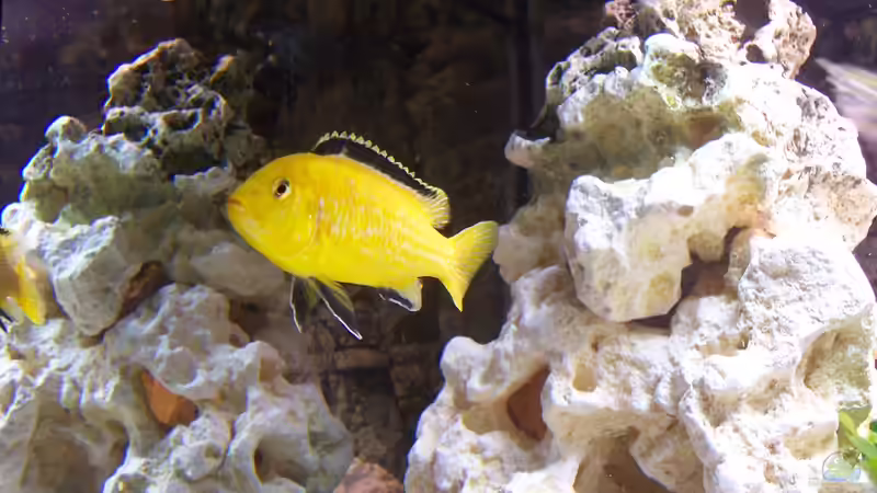 Dekoration im Aquarium Becken 8076 von Stefan Schulz (34)