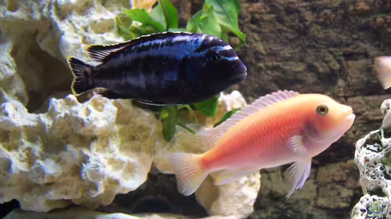 Dekoration im Aquarium Becken 8076 von Stefan Schulz (35)