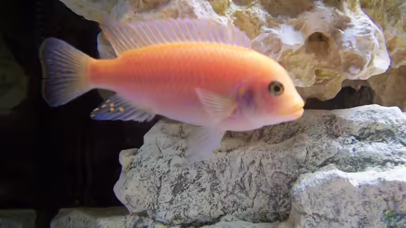 Dekoration im Aquarium Becken 8076 von Stefan Schulz (36)