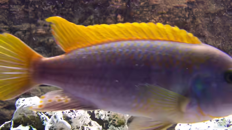 Dekoration im Aquarium Becken 8076 von Stefan Schulz (37)