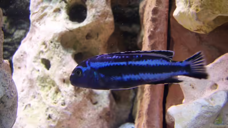 Dekoration im Aquarium Becken 8076 von Stefan Schulz (38)