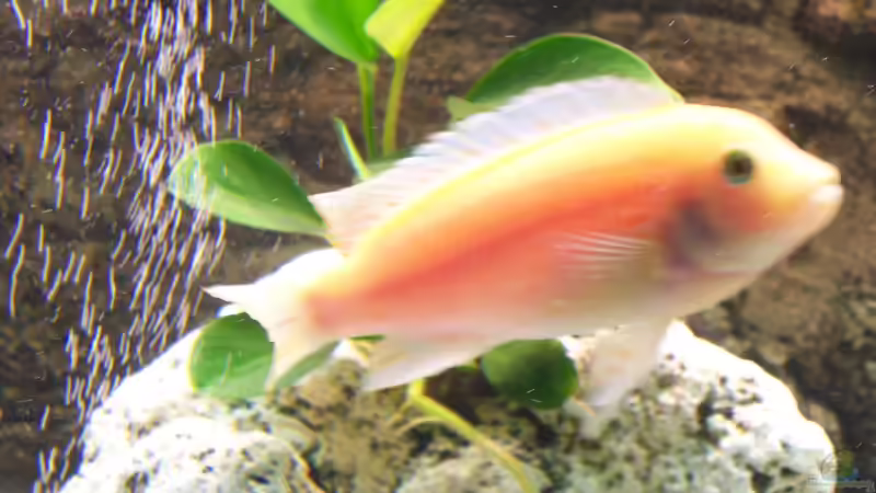 Dekoration im Aquarium Becken 8076 von Stefan Schulz (39)