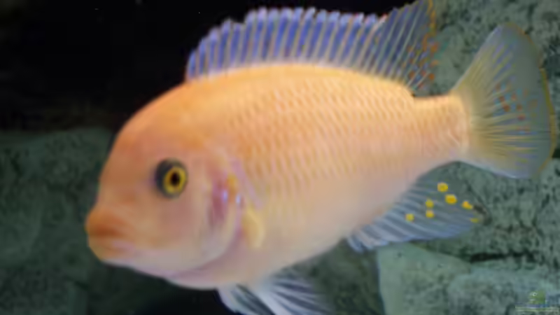 Dekoration im Aquarium Becken 8076 von Stefan Schulz (42)