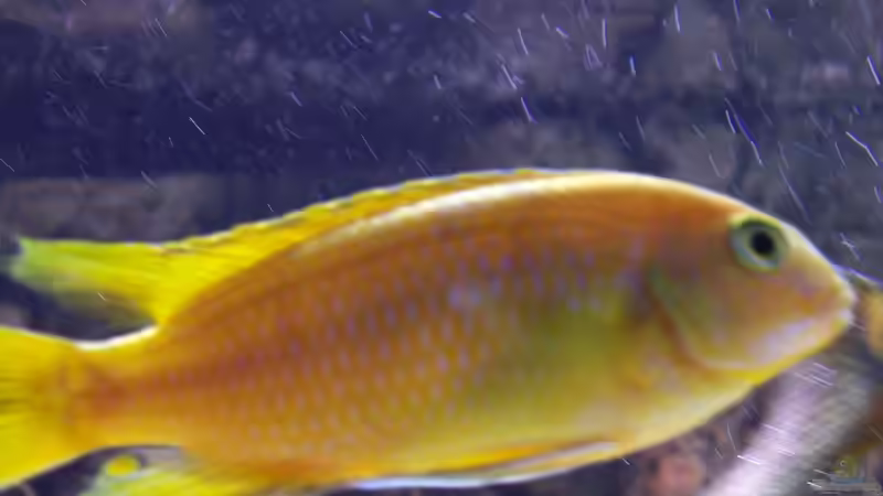 Dekoration im Aquarium Becken 8076 von Stefan Schulz (43)