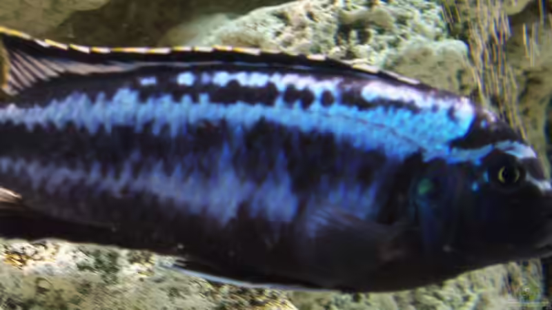 Dekoration im Aquarium Becken 8076 von Stefan Schulz (44)