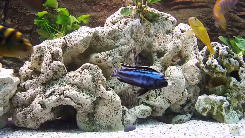 Dekoration im Aquarium Becken 8076 von Stefan Schulz (45)