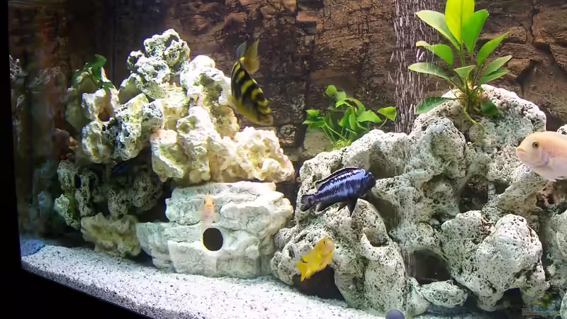 Dekoration im Aquarium Becken 8076 von Stefan Schulz (47)