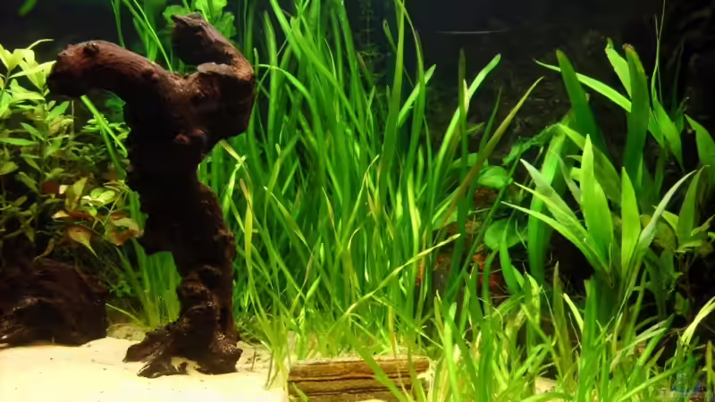 Dekoration im Aquarium Becken 8078 von Susanne Simon (2)