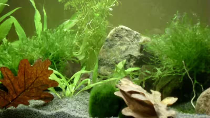 Dekoration im Aquarium Becken 8079 von Jacy (7)