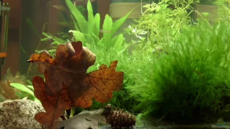 Dekoration im Aquarium Becken 8079 von Jacy (9)