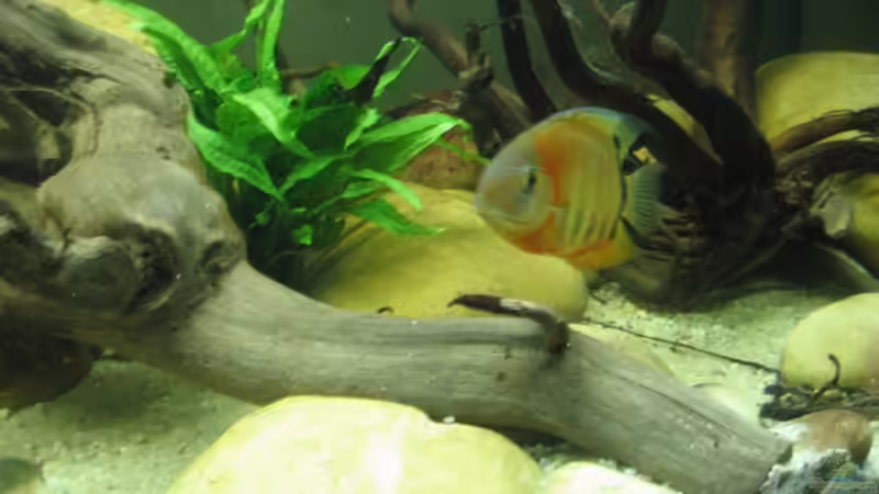 Dekoration im Aquarium Becken 8093 von Christian Dühr (4)