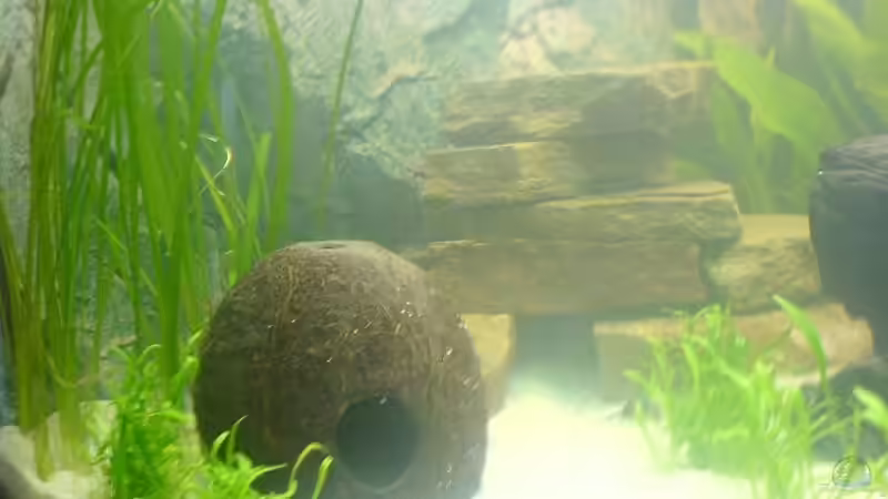 Dekoration im Aquarium Becken 8125 von Stephan (6)