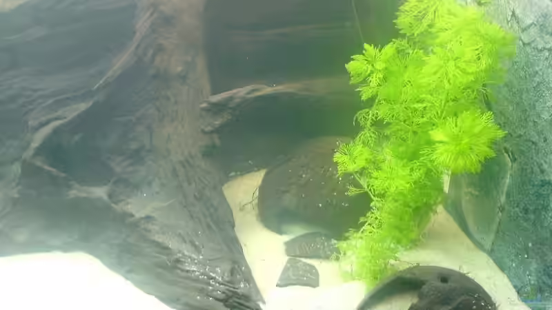 Dekoration im Aquarium Becken 8125 von Stephan (7)