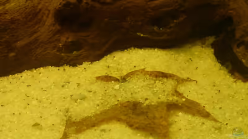 Dekoration im Aquarium Becken 8143 von Aquariumfan93 (7)