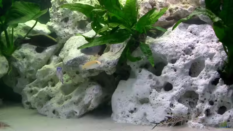 Dekoration im Aquarium Becken 815 von Christoph Jacke (5)