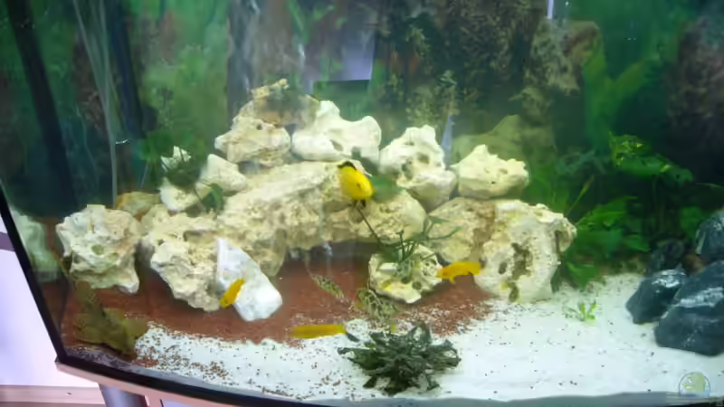 Dekoration im Aquarium Becken 8196 von Dominik Meyer (2)