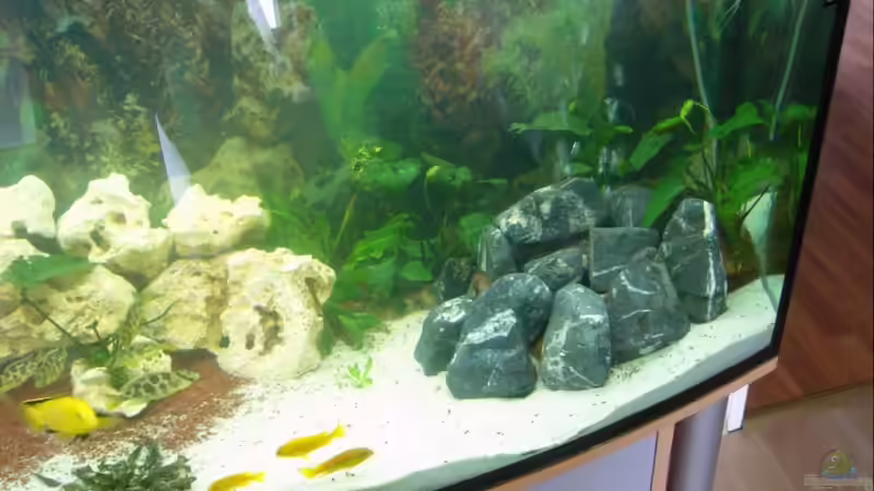 Dekoration im Aquarium Becken 8196 von Dominik Meyer (3)