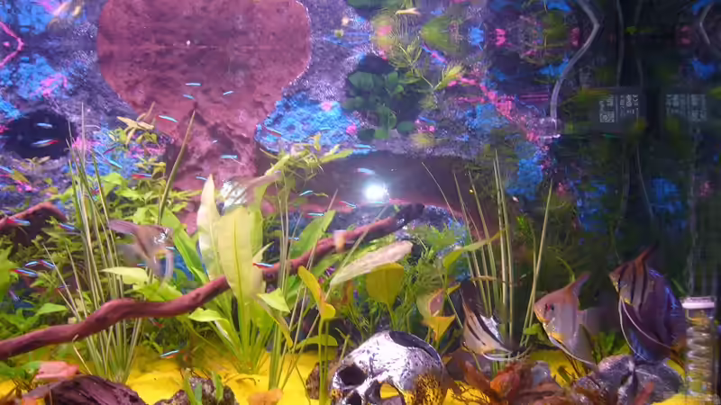 Dekoration im Aquarium Becken 8220 von X-RULEZZ (8)