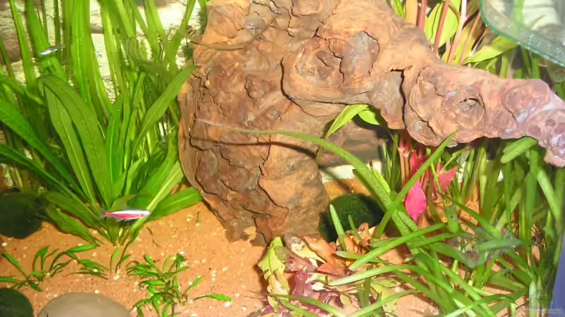 Dekoration im Aquarium Becken 8222 von Patrick Wanders (6)