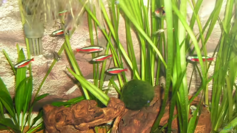 Dekoration im Aquarium Becken 8222 von Patrick Wanders (8)