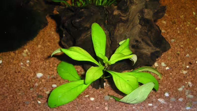 Dekoration im Aquarium Becken 8222 von Patrick Wanders (9)