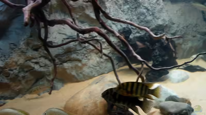 Dekoration im Aquarium Becken 8248 von Christian Rieke (4)