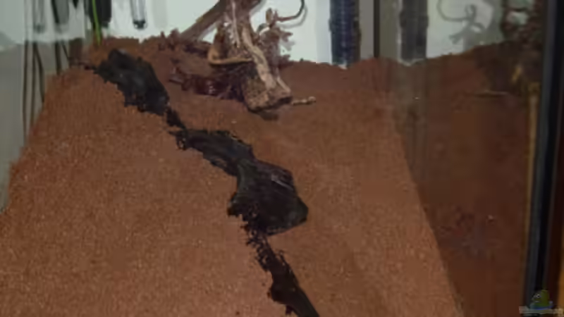 Dekoration im Aquarium Becken 8249 von Reinhard (14)