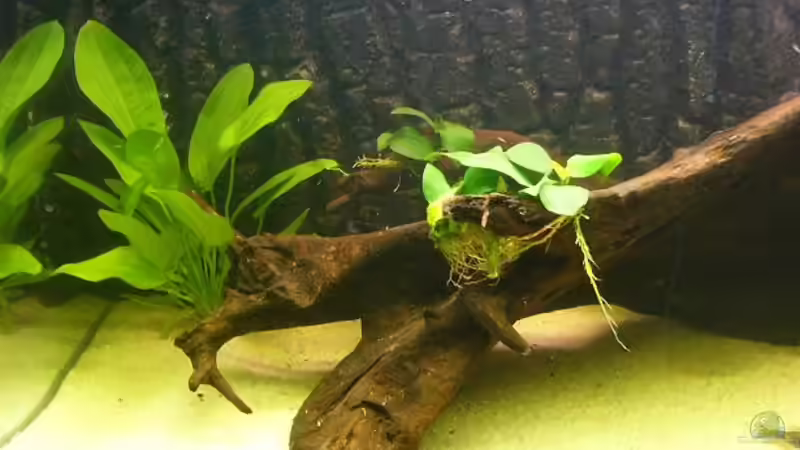 Dekoration im Aquarium Becken 8256 von Hartiii (3)