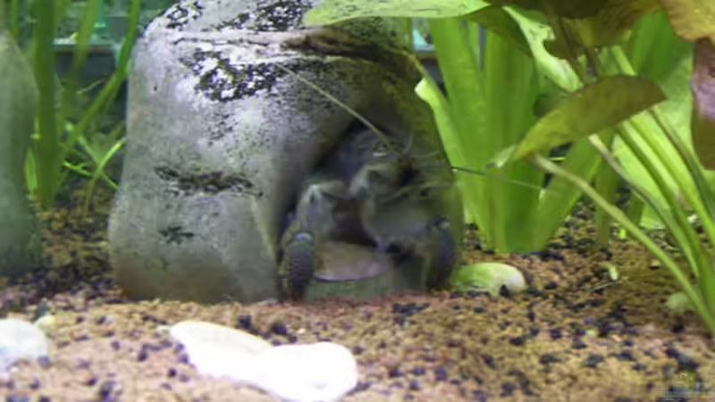 Dekoration im Aquarium Becken 830 von Christian Pfeiler (3)