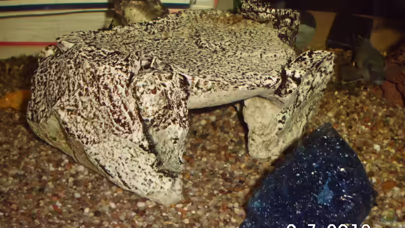 Dekoration im Aquarium Becken 8302 von André Lenz (3)