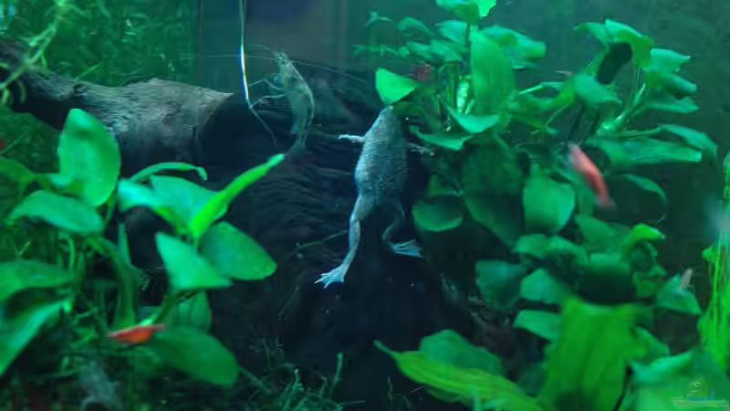 Dekoration im Aquarium Becken 8344 von WSS (12)