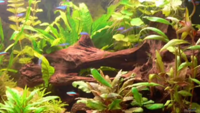 Dekoration im Aquarium Becken 8360 von wok (3)