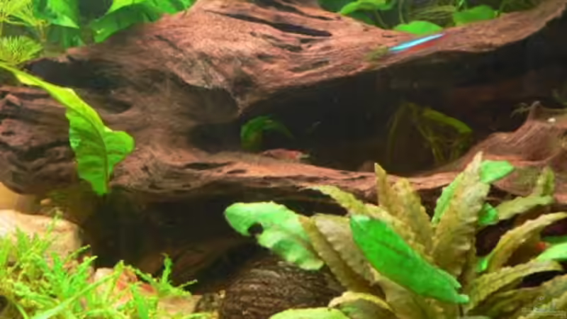 Dekoration im Aquarium Becken 8360 von wok (4)