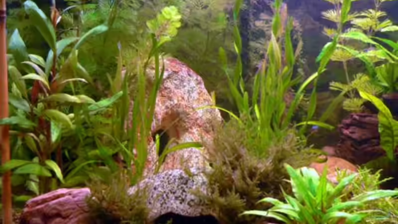 Dekoration im Aquarium Becken 8360 von wok (5)