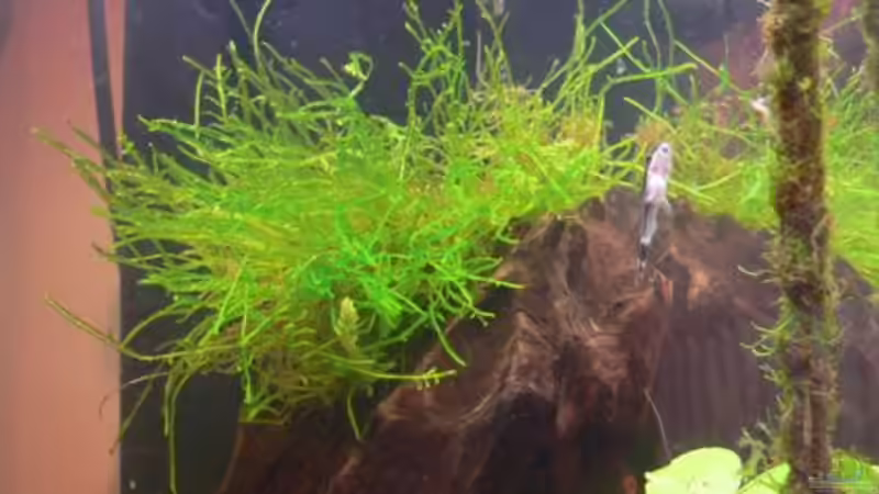 Dekoration im Aquarium Becken 8362 von wok (5)