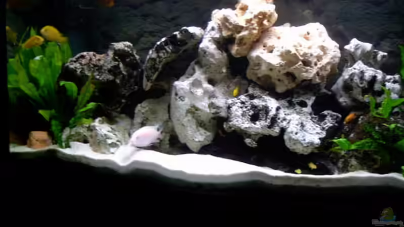 Dekoration im Aquarium Becken 842 von Peggy Schreyer (5)