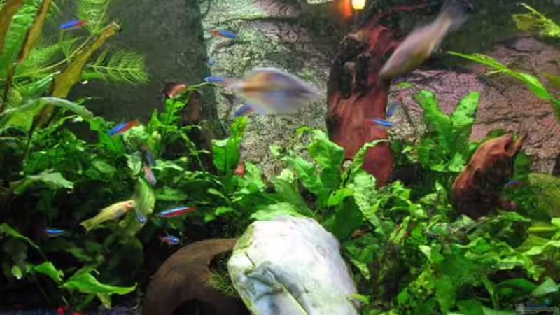 Dekoration im Aquarium Becken 8433 von Sebastian Kettner (4)