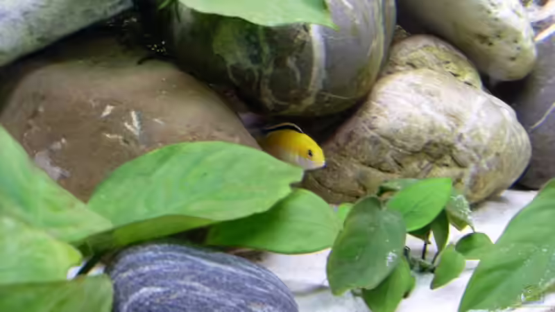 Dekoration im Aquarium Becken 8444 von Vom (4)