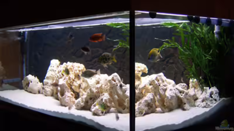 Dekoration im Aquarium Becken 846 von Steffen Katterbe (3)