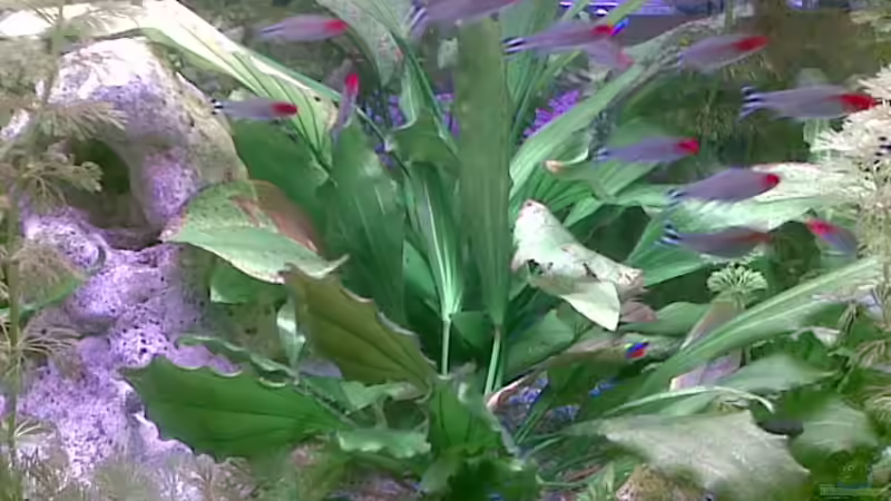 Dekoration im Aquarium Becken 8460 von Bastian Linsenmeier (7)