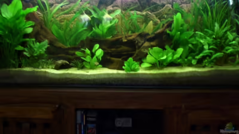 Dekoration im Aquarium Becken 8462 von Andreas Haase (11)