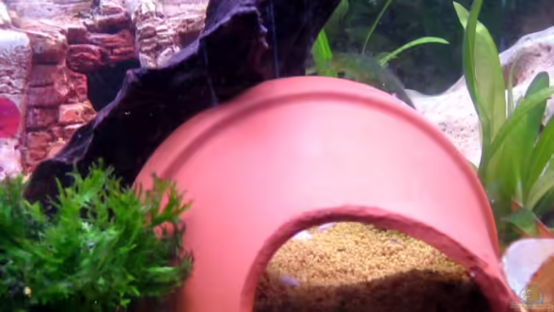 Dekoration im Aquarium Becken 8478 von Gaspode (19)