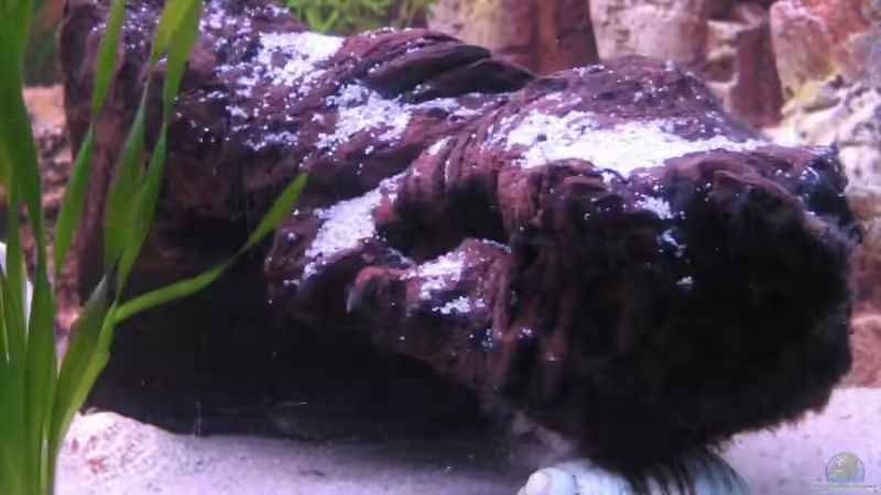 Dekoration im Aquarium Becken 8478 von Gaspode (20)