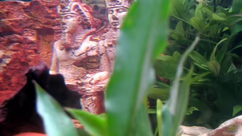 Dekoration im Aquarium Becken 8478 von Gaspode (21)