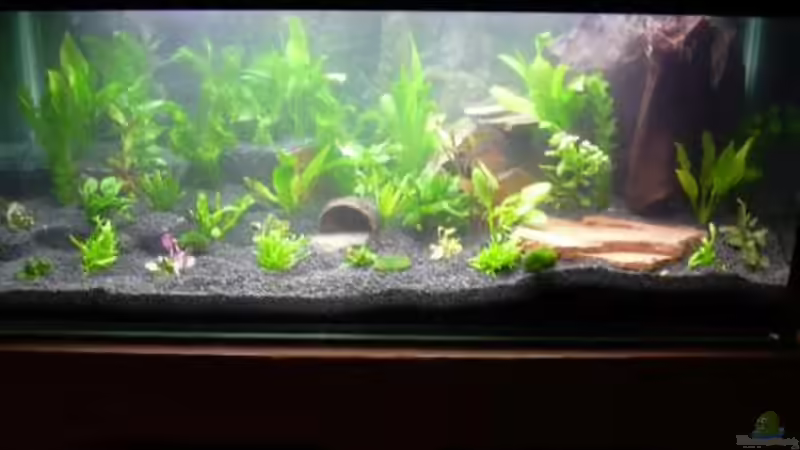 Dekoration im Aquarium Becken 8561 von Sado-Uwe (27)