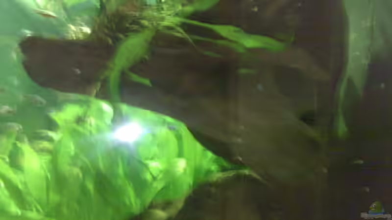 Dekoration im Aquarium Becken 8574 von Sylvia Hoffmann (15)