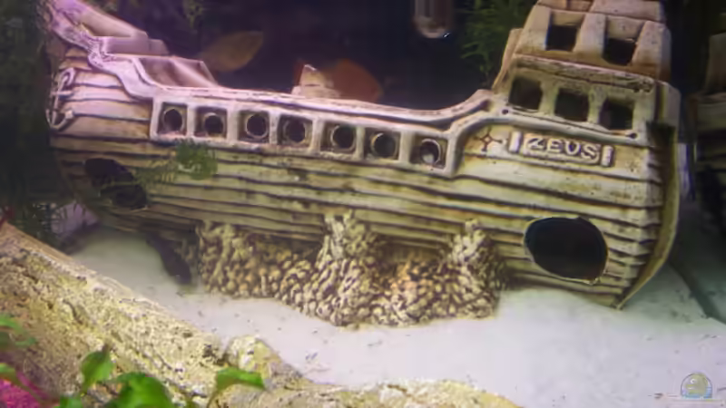 Dekoration im Aquarium Becken 8627 von Ingo Dahl (10)